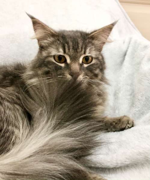 Цезарь Великолепный ищет дом! в Москве фото 4