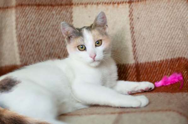 Ищет свою семью и дом котенок Изюминка в Москве фото 3