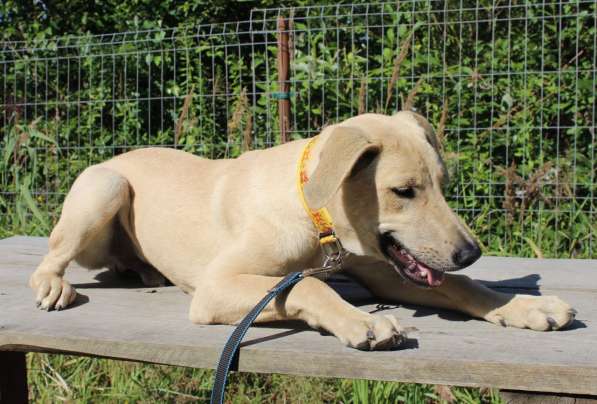 Пес-красавчик изабеллового окраса в Санкт-Петербурге фото 18