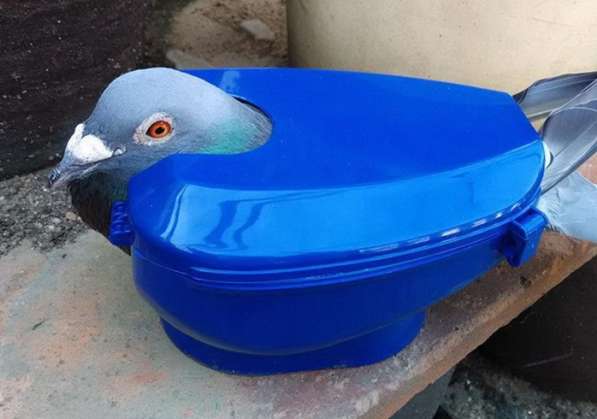 ✔ ✔ ✔ Голуби инструмент для переноски и лечения птиц голубь✔
