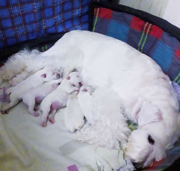 Белые цвержики в Барнауле