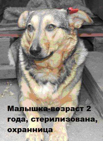 Собаки для охраны и для души в Дзержинске фото 3