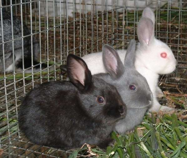 Кролики Новозеландские