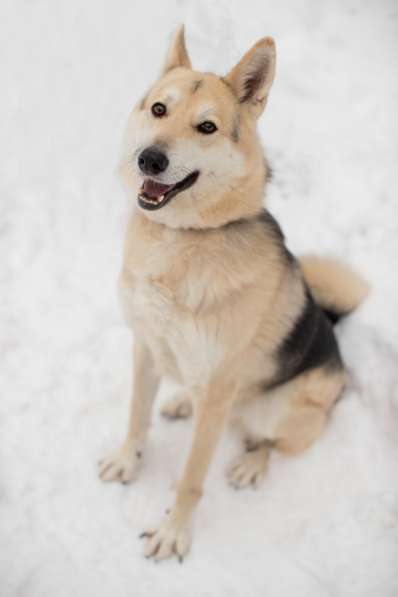 Лайка из приюта в дар в Москве фото 10