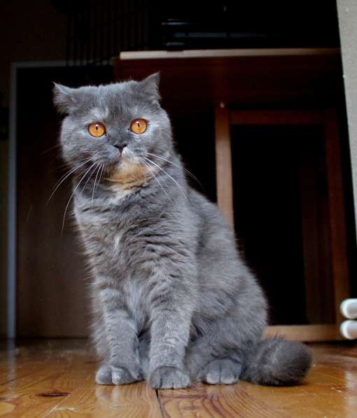 Британочка Оливия, янтарные глазки. Кошка в дар в Калуге фото 14