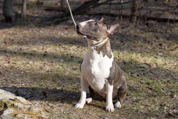 Minibullterrier pups в Екатеринбурге