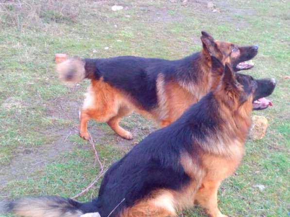 Отличный Кобель немецкой длинношерстной овчарки в Алуште фото 18