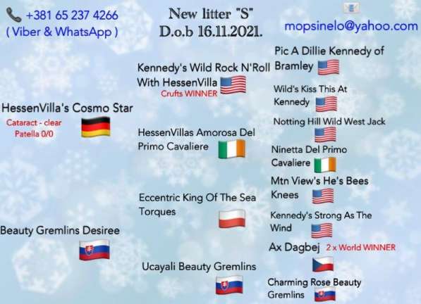 Бостон-терьер щенки в фото 6