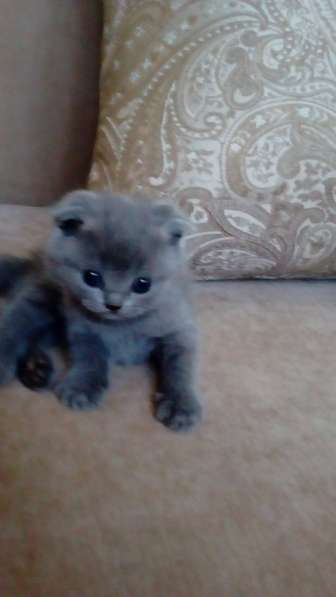 Шотландские котята