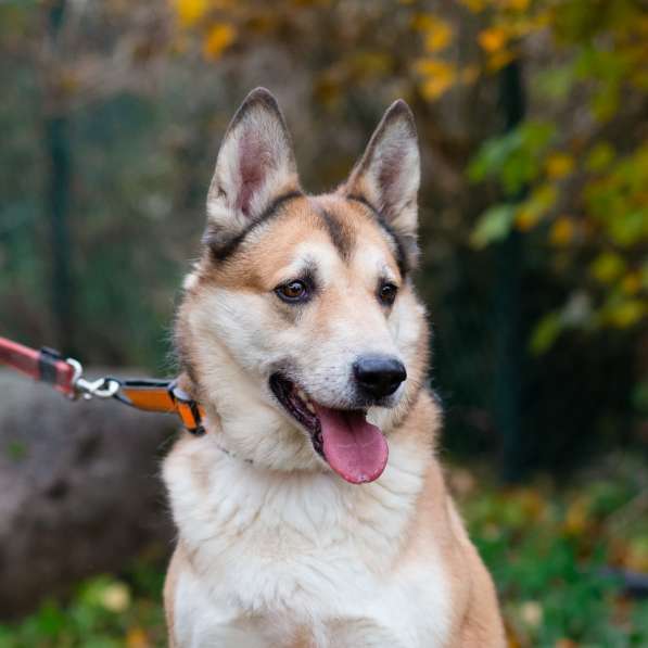 Красивый активный пёс Маффин ищет дом в Санкт-Петербурге фото 11