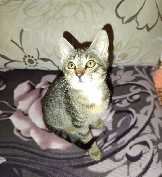 Котенок мальчик (обаятельный милый добряк) в 
