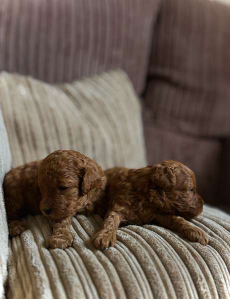 Щенки той-пуделя в Москве