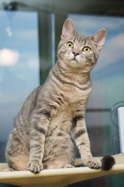 Красавец серо-голубой котик-подросток Костя в добрые руки в Москве фото 5