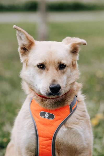 Собака Камилла ищет дом