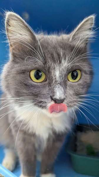 Роскошная красавица Зефирка в самые добрые руки! в Москве фото 4