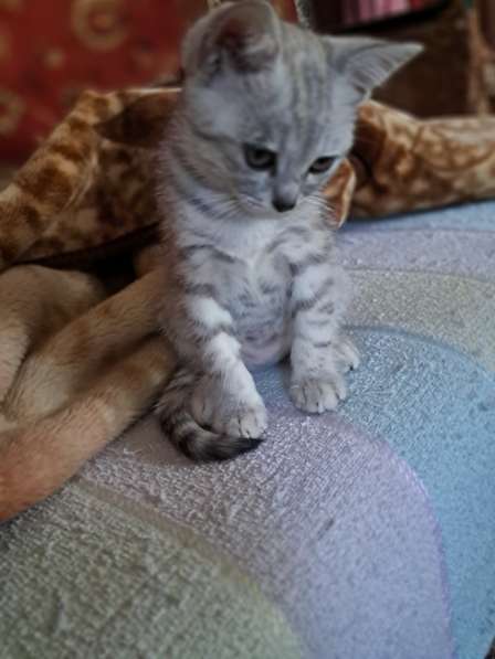Продаются шотландские котята в фото 6