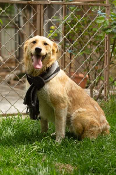 Милая игривая собака-золотинка в Санкт-Петербурге фото 3