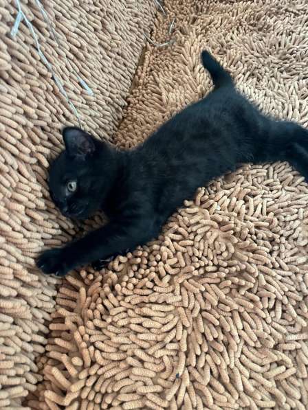 Отдам в добрые руки чёрного котенка в Чите