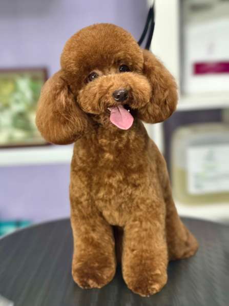 Груминг, стрижка собак в Коркино фото 4