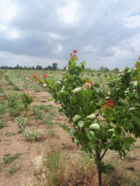 Сдаётся поливная земля в 