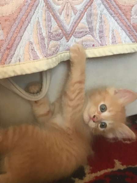Котята ищут любящую семью. Ласковые мурлыки