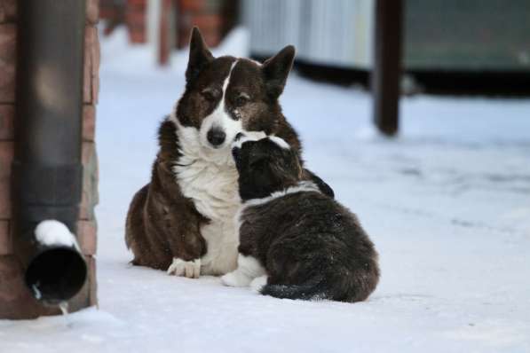 Щенок вельш корги кардиган в Москве фото 5