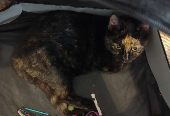 Отдам кошечку в добрые руки в Санкт-Петербурге