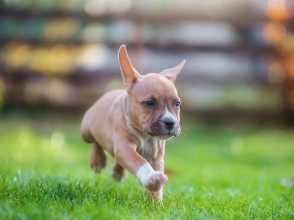 Щенки амстафа в Самаре фото 5