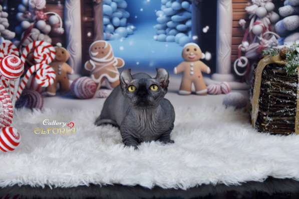 Котята Sphynx, Elf, DWELF в 