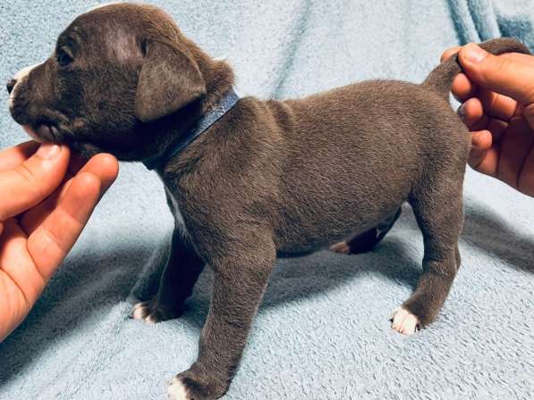 Кобели амстафф тяжёлый тип