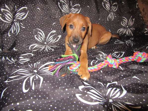 Ирландский терьер в Москве фото 5