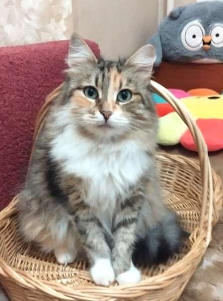 Кошка в добрые руки. Пушистая трехцветная Шаня в Москве фото 7