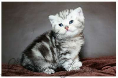 Котята Британская короткошерстная в Нижневартовске фото 7