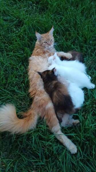 Котята
