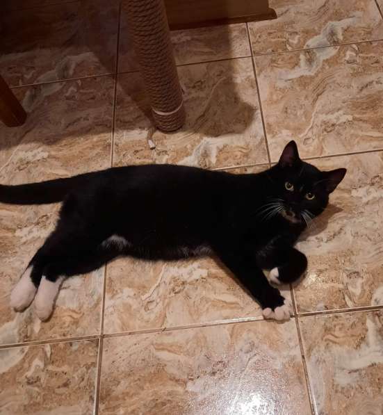 Маркиз в добрые руки в фото 4