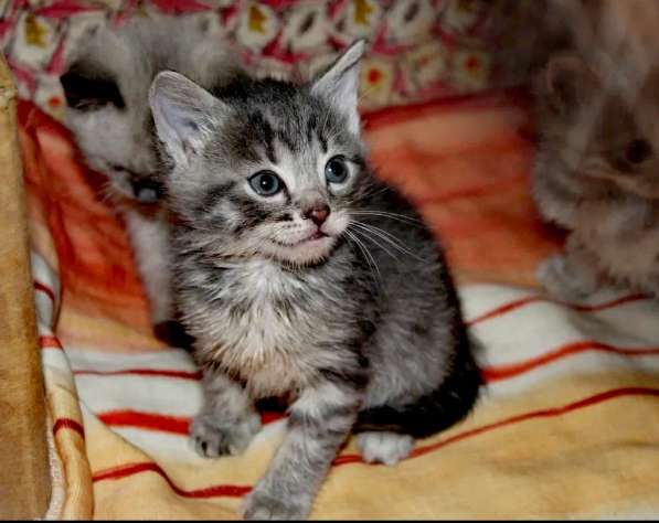 Котята в дар в Москве фото 3