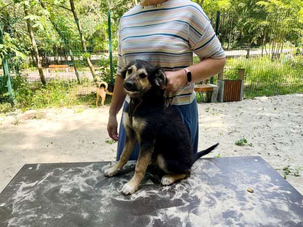 Хорошенький щенок с пушистыми ушками в Санкт-Петербурге фото 11