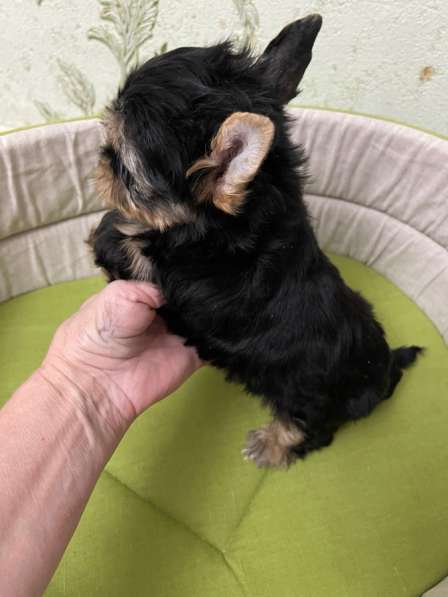 Бивер Йорк щенки в Москве фото 5