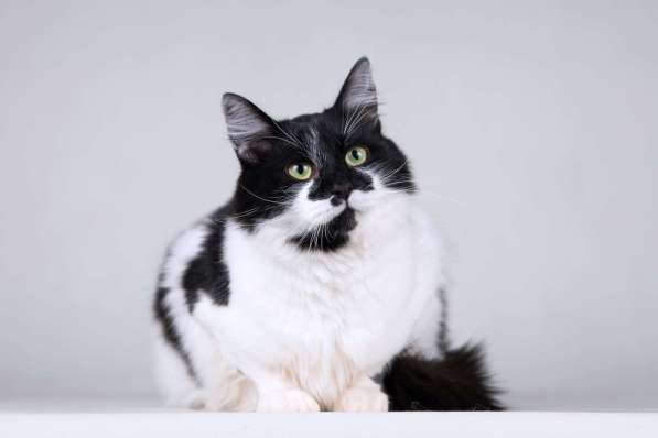 Большой добрый кот по имени Мальчик в Москве фото 3