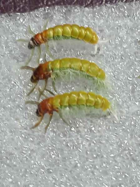 Мушки и нимфы в Ухте фото 16