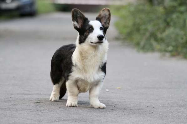 Вельш корги кардиган-мальчик в Москве фото 8