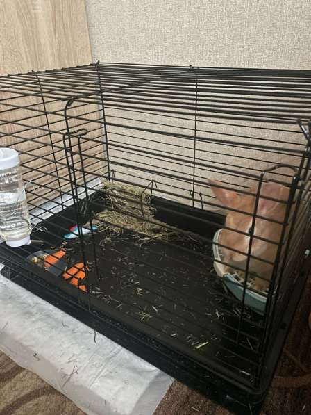 Отдам кролика бесплатно в добрые руки