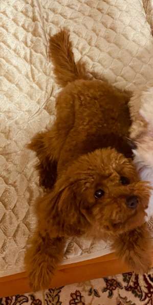 Той пудель щенки в Краснодаре фото 3