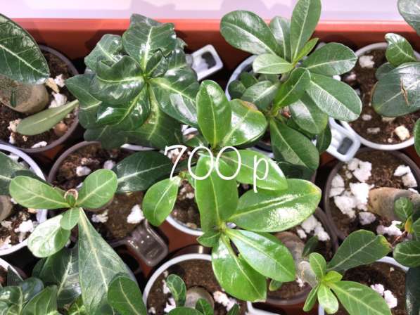 Адениум. Сахалин в Аниве фото 8