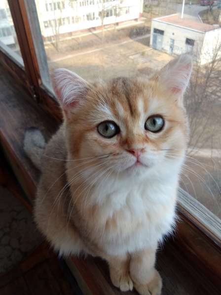 Шотландская золотая шиншилла в Обнинске фото 15