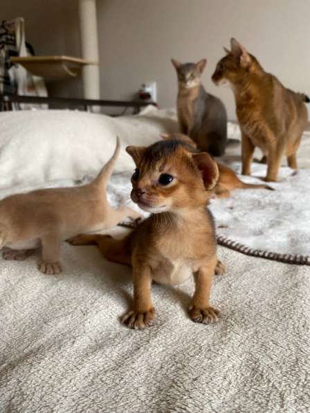 Абиссинский котёнок девочка с документами