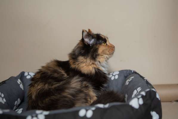 Роскошная трехцветная пушистая кошка Аргентина в Москве фото 8