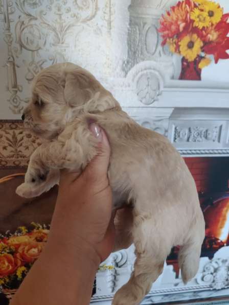 Щенки декоративных пород собак в Москве фото 11