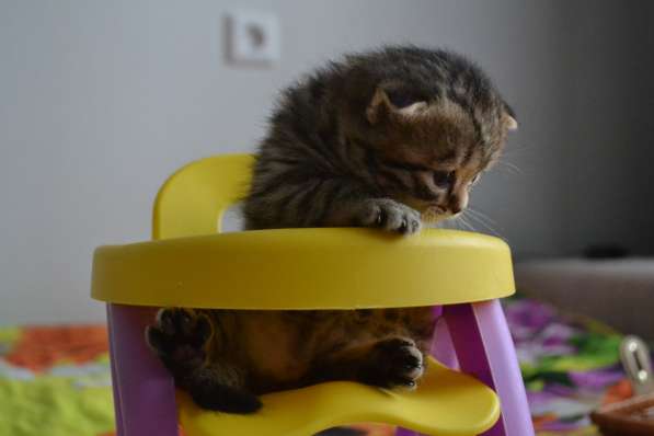 Шотландская вислоухая кошечка в фото 10