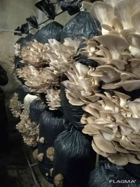 Продаю грибы вешенка в Краснодаре фото 4